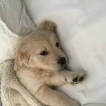 Gold Dog 70 Gold Dog 70