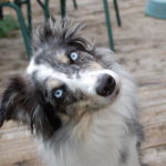 springmeier springmeier