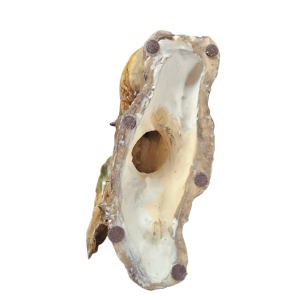 20260321 115910 Photoroom