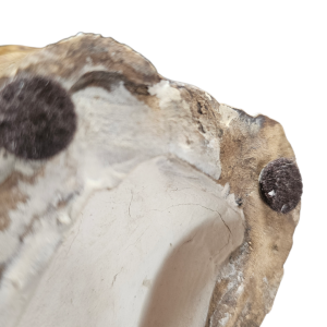 20260321 115927 Photoroom