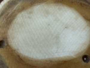 4 Photo  CLOSE UP LINES ON ONE SIE OF THE BASE BASE CArving of a Little MAn