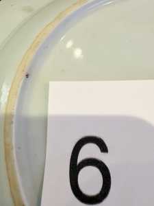 6C 6C