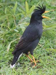 mynah