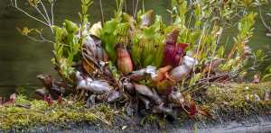 Adirondack Wildflowers Pitcher Plant Sarracenia purpurea Black Pond Trail 28 September 2018 71