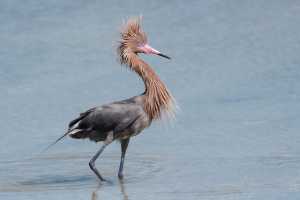 reddish egret