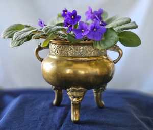 censer violets