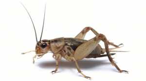 Brown cricket0185