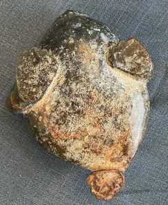 Three Legged Toad BOTTOM